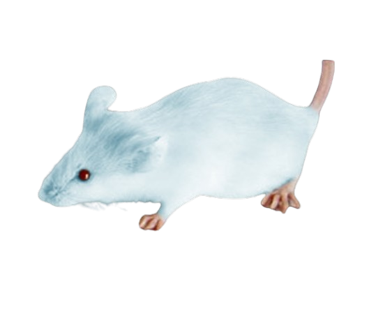 Mouse Image